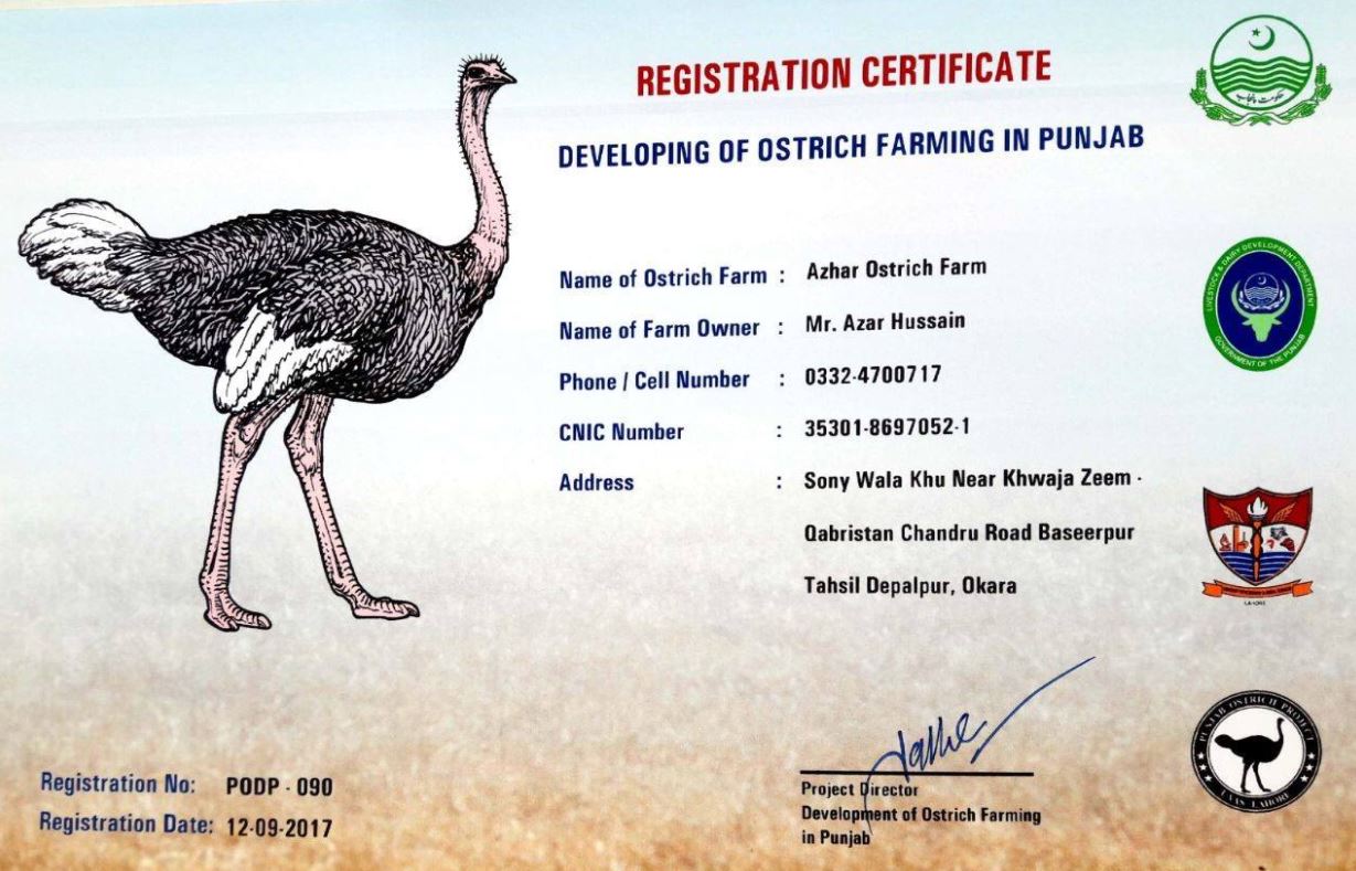 AZHAR Ostrich Form